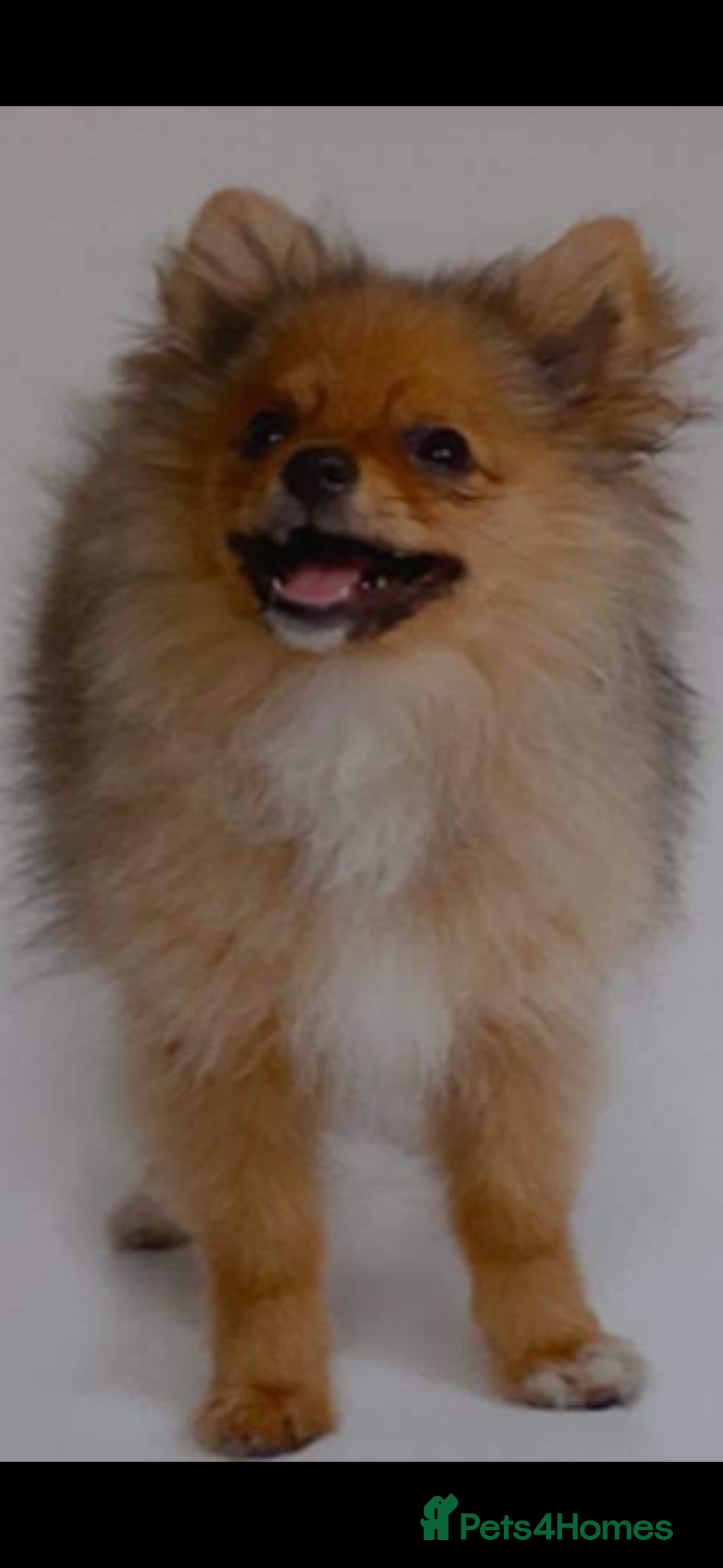 Pomeranian dogs for stud: Beautiful Pom for stud  - Advert 12