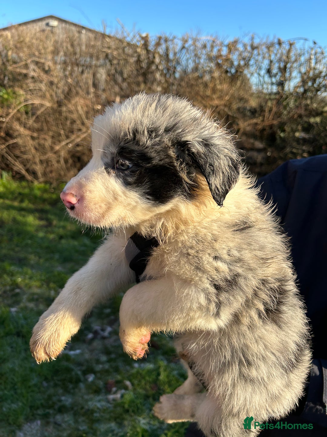 Border Collie dogs for sale: BEAUTIFUL BORDER COLLIE PUPS - Advert 27