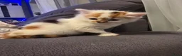 Mixed Breed cats for sale: White ginger and bronze fluffy girl - Advert 14