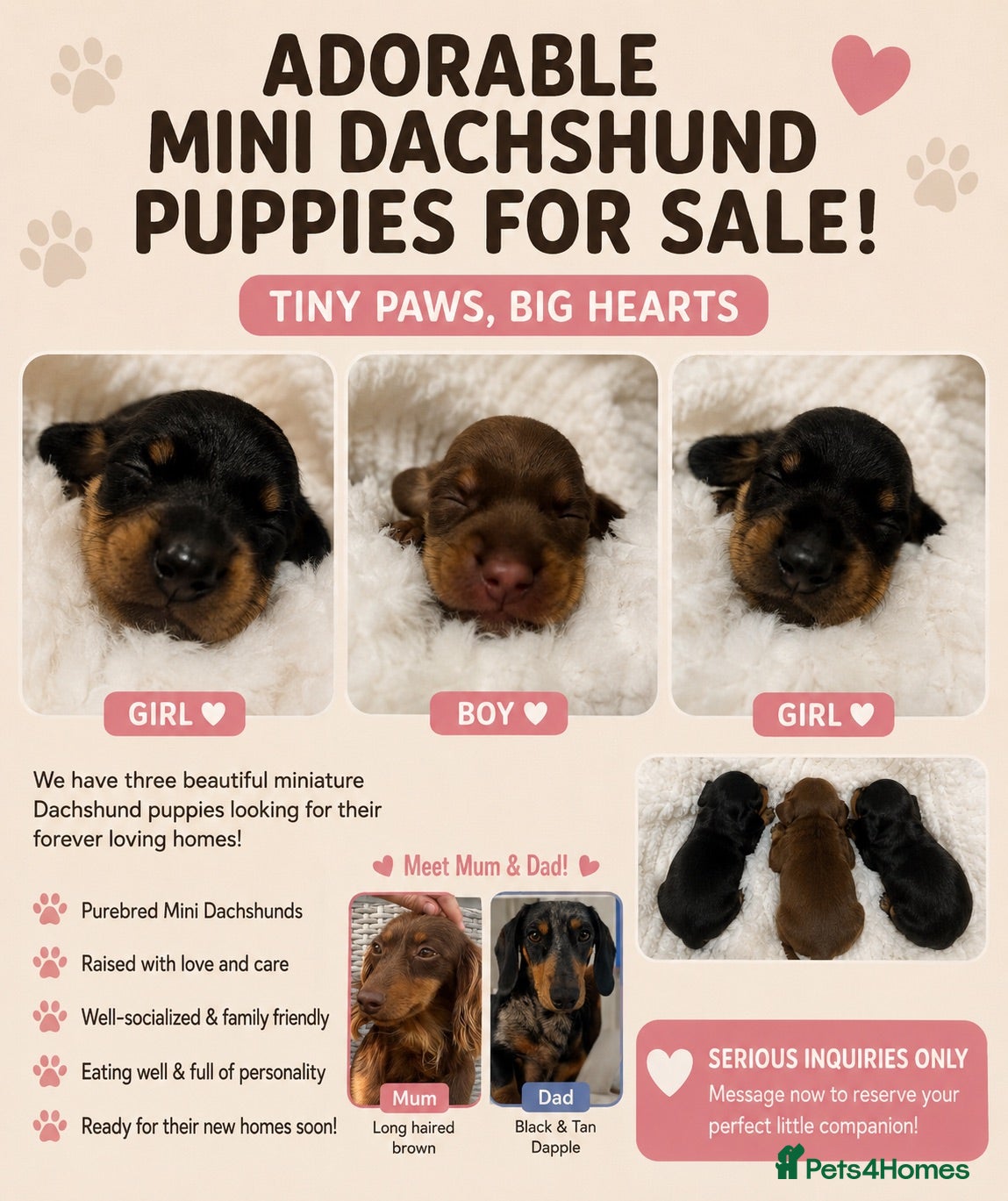 Miniature Dachshund dogs Miniature dachshund puppies for sale - Advert 1