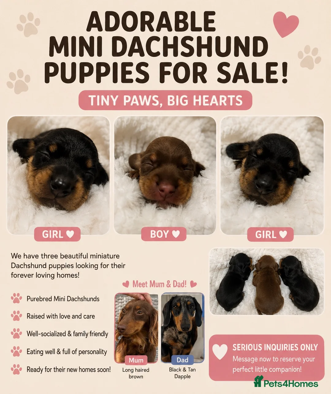 Miniature Dachshund dogs for sale: Miniature dachshund puppies for sale - Advert 1