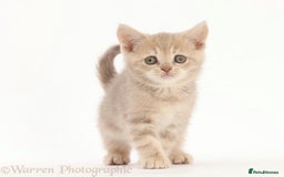 British Shorthair cats for sale: Stunning British shorthair - Image 5