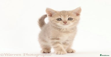 British Shorthair cats - Advert 10
