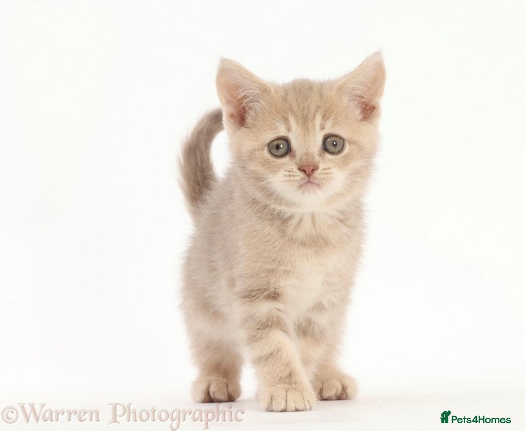 British Shorthair cats for sale: Stunning British shorthair - Image 5