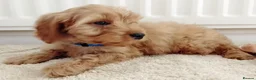 Cavapoo dogs for sale: F1 Cavapoo Puppies  - Advert 8