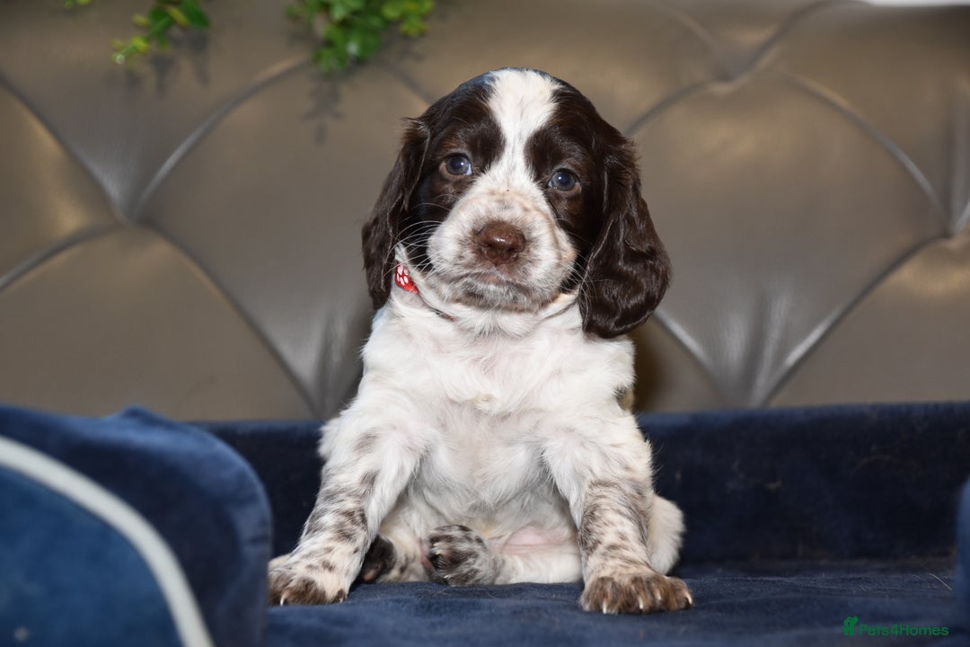 Cocker Spaniel dogs for sale: Kc Reg Health Tested Cocker Spaniel Puppies - Advert 14