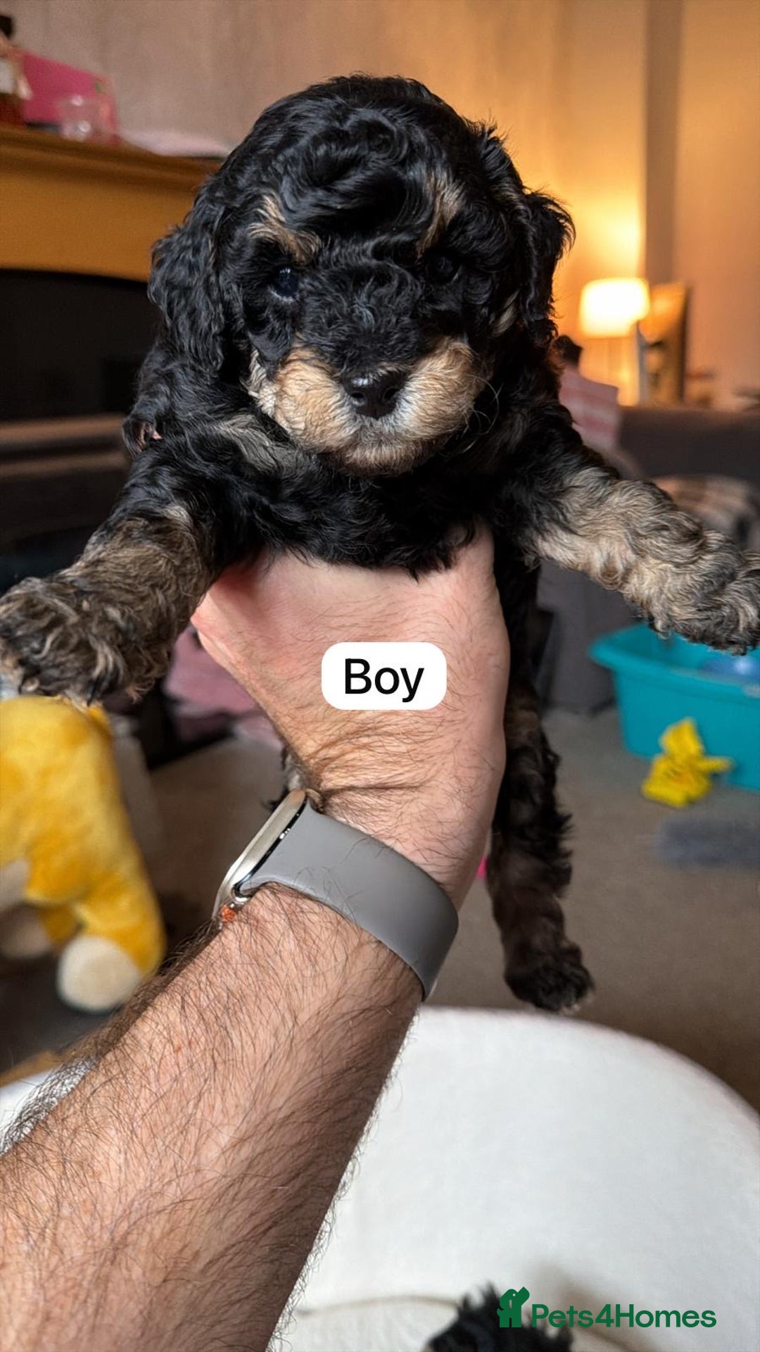 Poochon dogs for sale: Gorgeous Poochon puppies 2 girls 3 boys - Advert 14