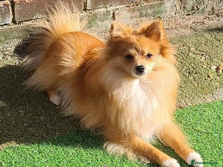 Pomeranian dogs 3 boys and 2 girls - Advert 17