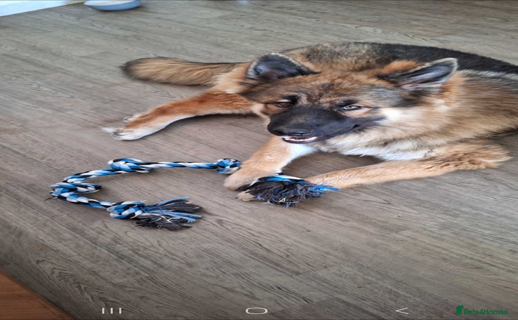 Mixed Breed dogs - Advert 4