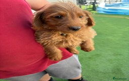 Labradoodle dogs for sale: Labradoodle  - Image 5