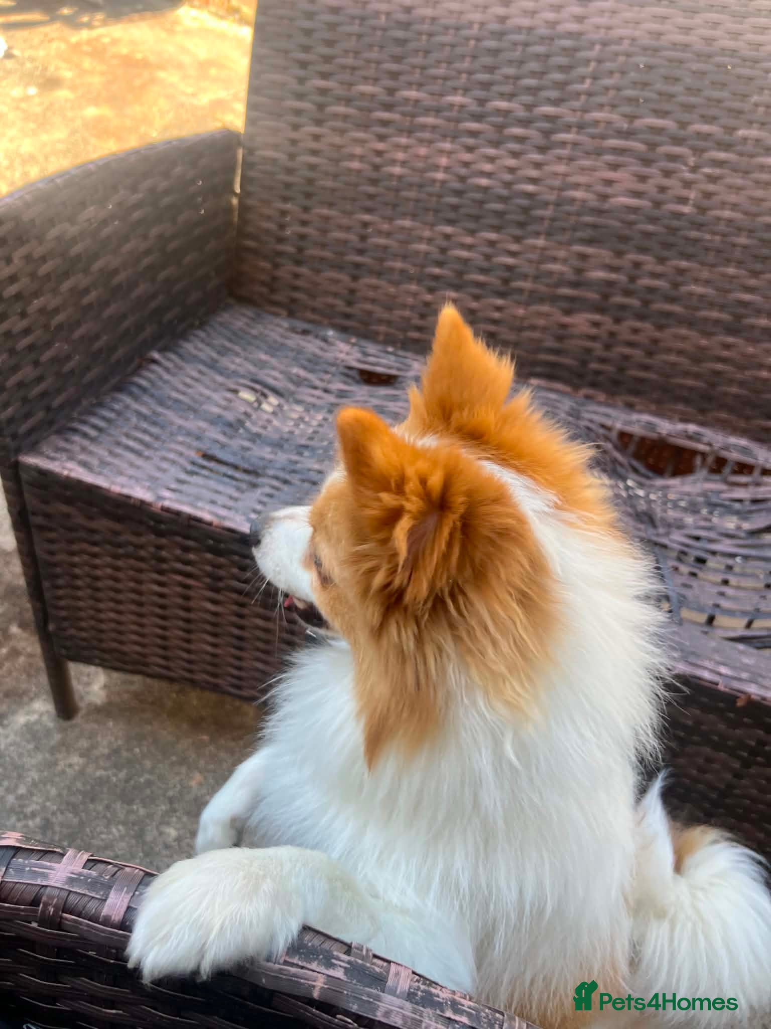 German Spitz dogs German spitz  - Advert 2