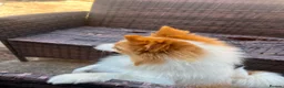 German Spitz dogs for sale: German spitz  in Bradford - Advert 1