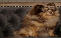 Pomeranian dogs for sale:  KC Teddy Face Merle, Black Exquisite Petite Girls - Advert 6