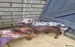Dachshund dogs for sale: Ready now, last 3 Dachshund Puppies - Image 14