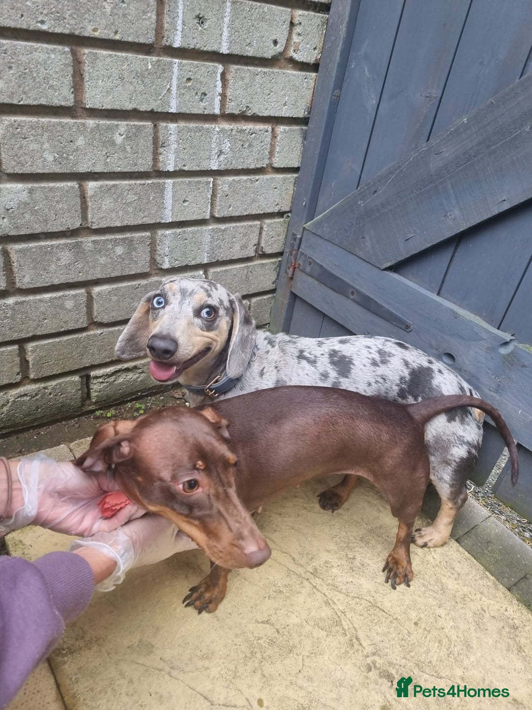 Dachshund dogs for sale: Ready now, last 3 Dachshund Puppies - Image 14