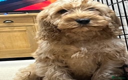 Cockapoo dogs for sale: Healthy Cockapoos boys fully vaccinated  - Image 25