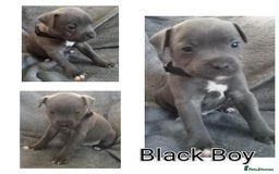Staffordshire Bull Terrier dogs for sale: Blue Staffs Puppies - Image 7