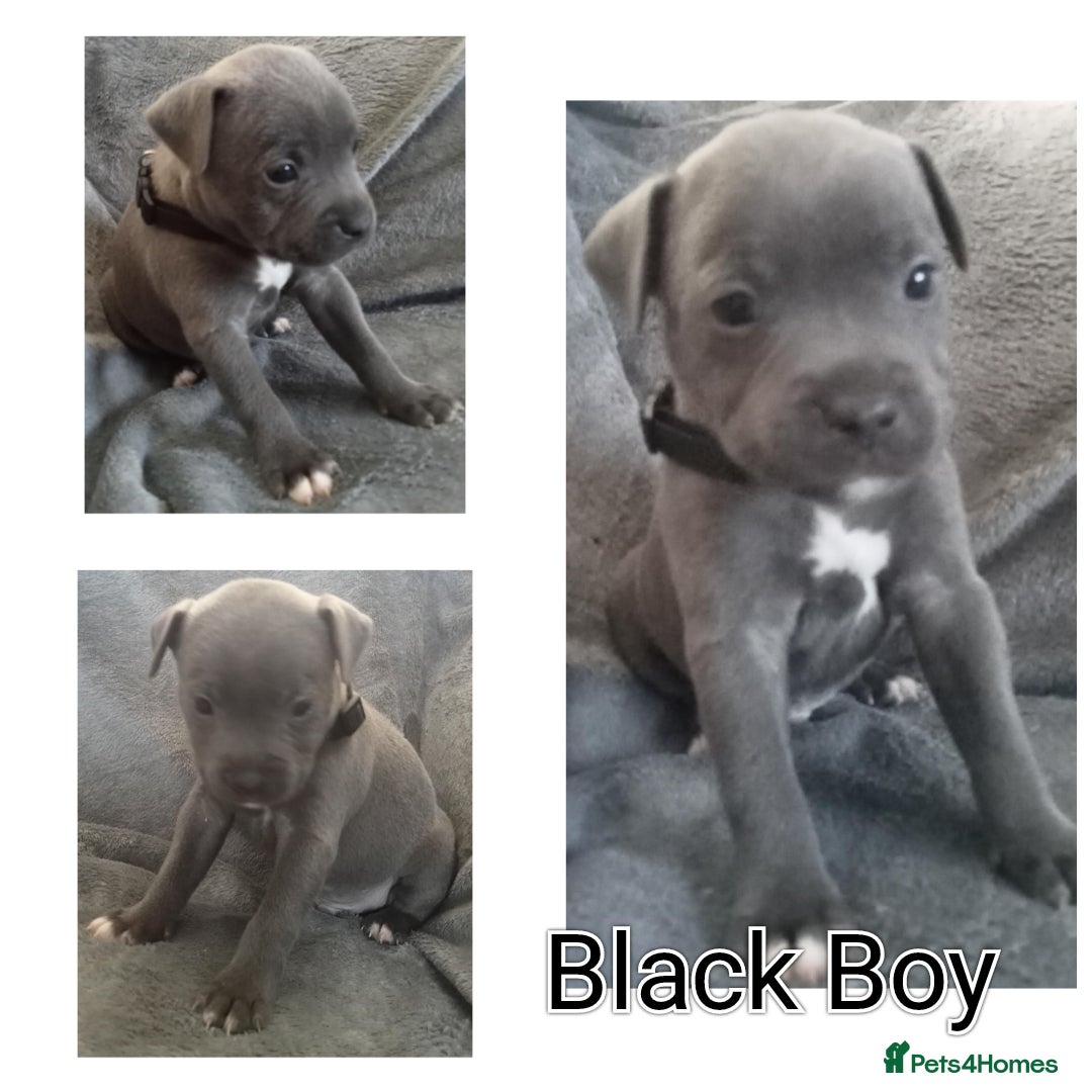 Staffordshire Bull Terrier dogs for sale: Blue Staffs Puppies - Image 7