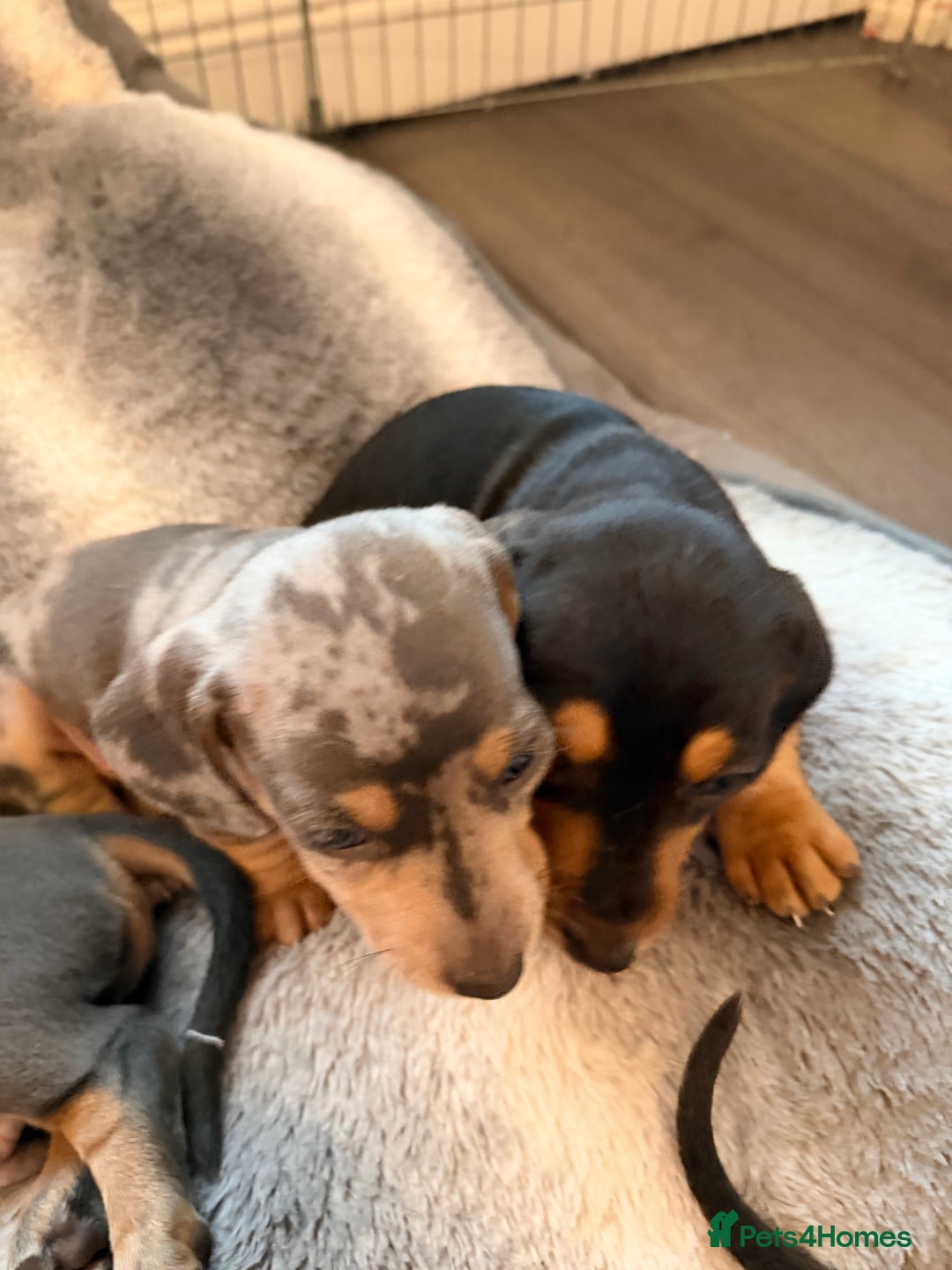 Dachshund dogs for sale: Family dogs first puppies - stunning Dachshunds  - Advert 32