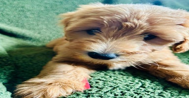 Labradoodle dogs - Advert 2