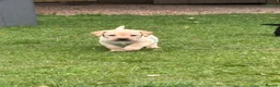 Labrador Retriever dogs for sale: Well handled Labrador puppies need a loving home - Advert 15