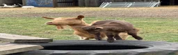 Goats livestock for sale: Goldern Gurnsey/Bagot - Advert 7