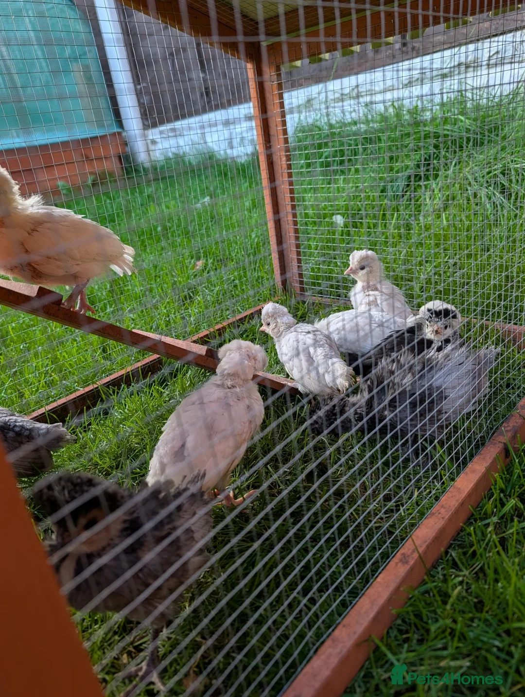 Chickens poultry for sale: Polish chicks - Advert 9