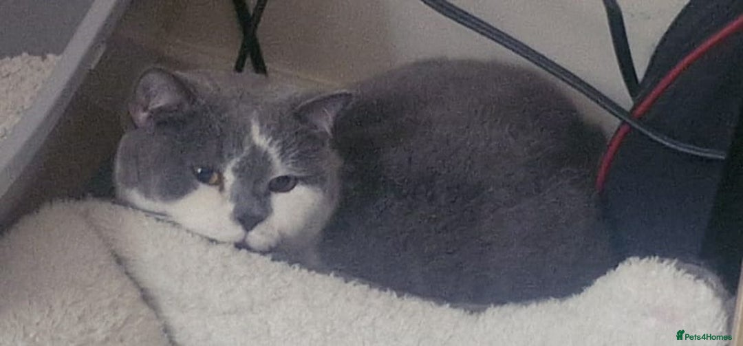 British Shorthair cats for sale: Friendly british shorthair cat for sale - Image 5