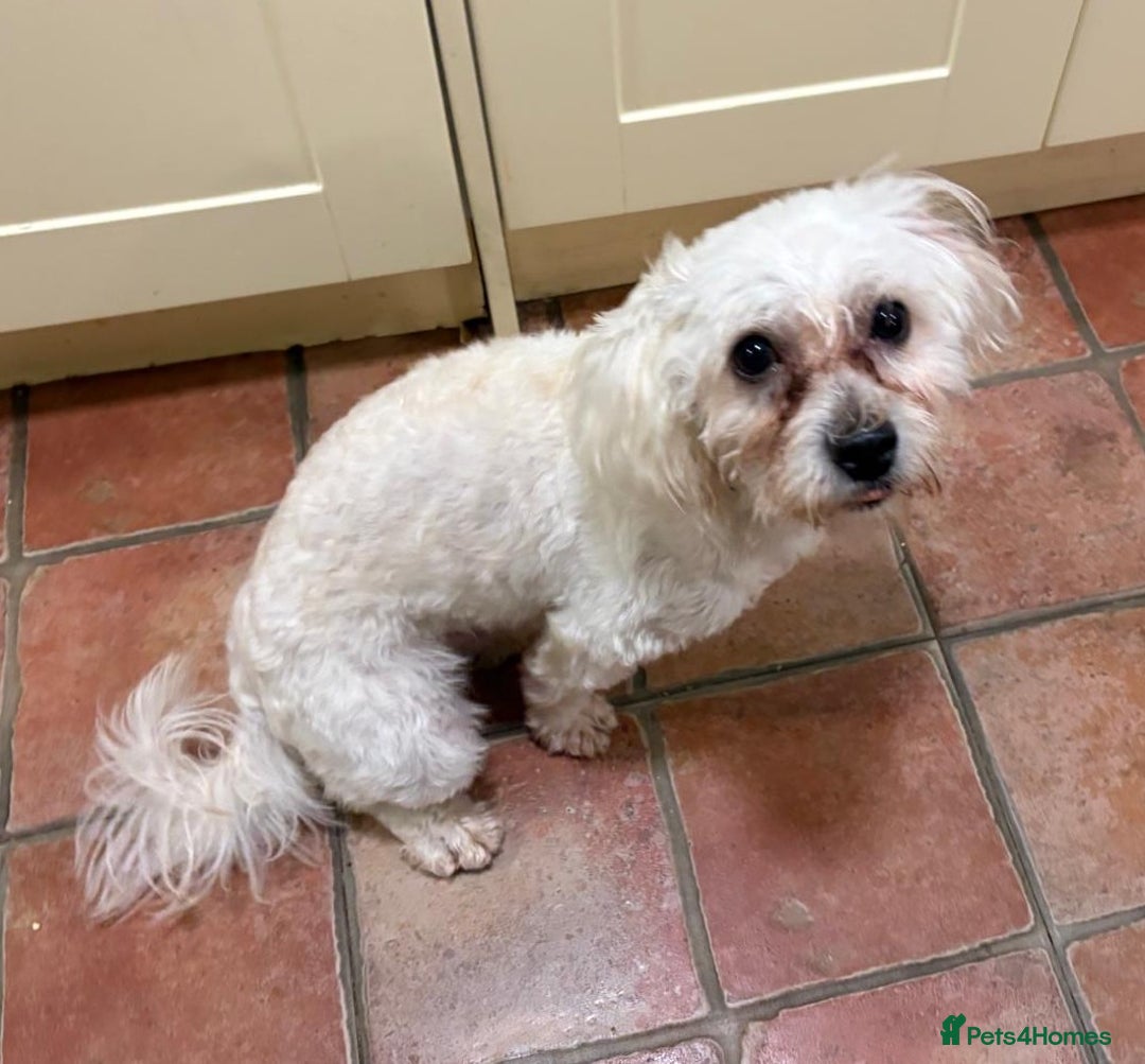 Lowchen dogs for adoption: 🐾 Meet BEAR — He is READY FOR A FRESH START 🧸 - Advert 13