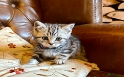 British Shorthair cats for sale: British Shorthair Stunning Kittens - Image 1