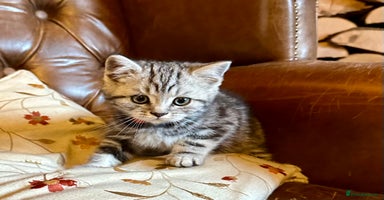 British Shorthair cats - Advert 5
