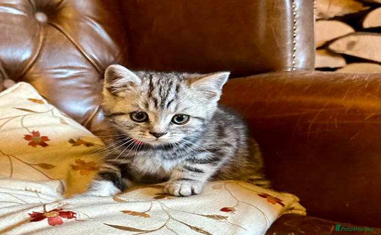 British Shorthair cats - Advert 6