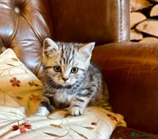 British Shorthair cats - Advert 5