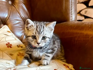 British Shorthair cats - Advert 15