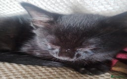 Mixed Breed cats for sale: Black kittens  - Image 3