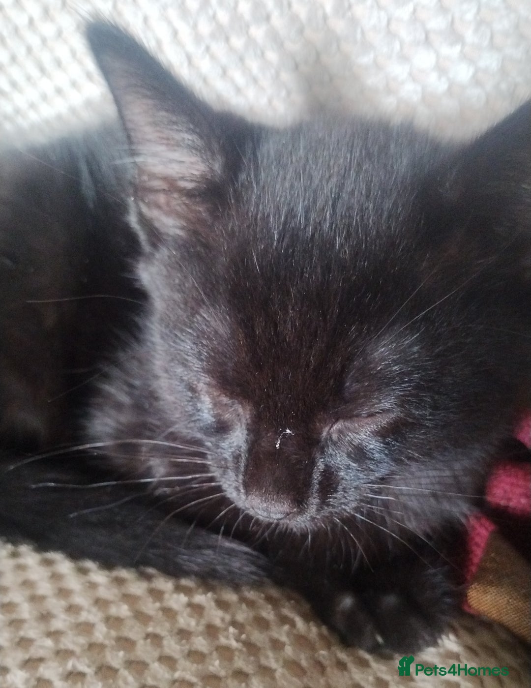 Mixed Breed cats for sale: Black kittens  - Image 3