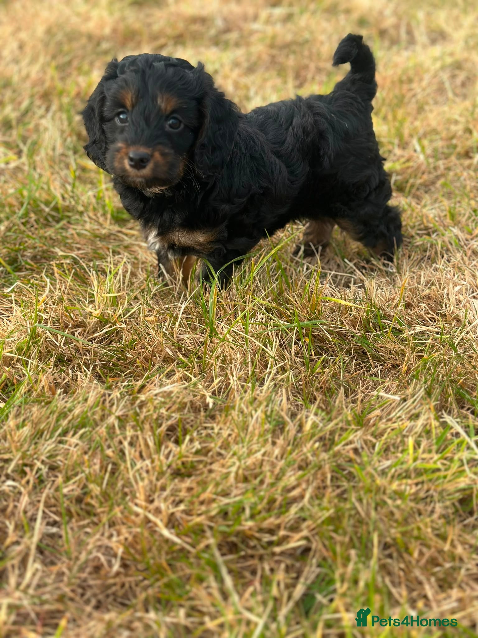 Cockapoo dogs Stunning litter of cockapoo puppies Ready Now  - Advert 5