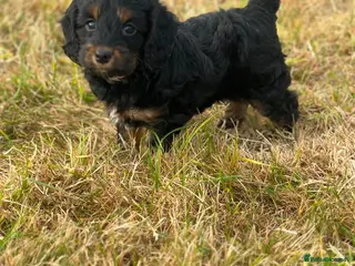 Cockapoo dogs Stunning litter of cockapoo puppies Ready Now - Advert 1