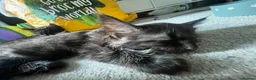 Maine Coon cats for sale: Maine Coon Kittens  - Advert 16