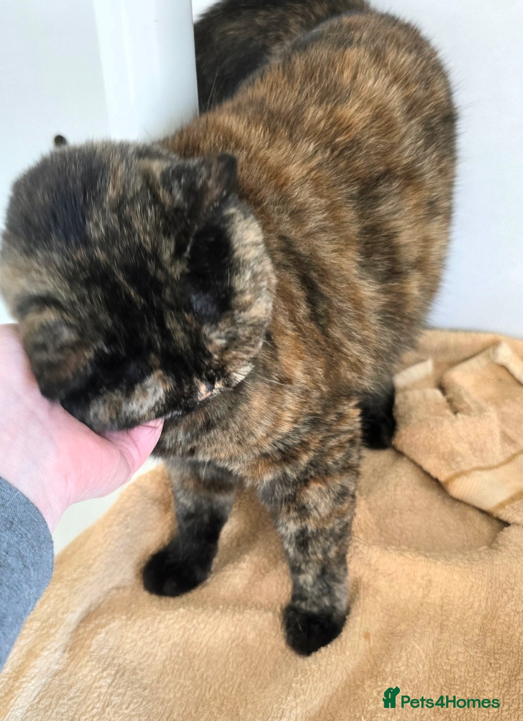 Mixed Breed cats for adoption: [Indoors Only] Kushary - Lovely Affectionate Queen - Advert 8