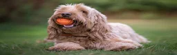 Australian Labradoodle dogs for sale: Multigeneration Australian Labradoodle due soon✨️ - Advert 5