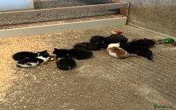 Mixed Breed cats for sale: KITTENS - Image 1