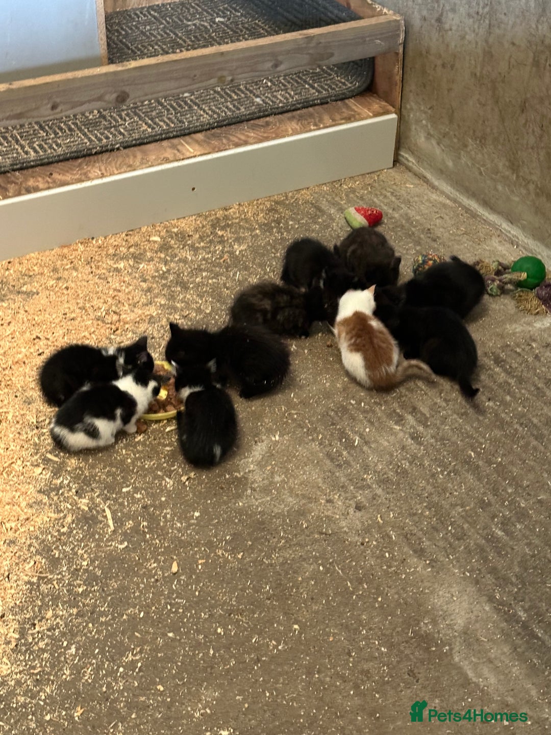Mixed Breed cats for sale: KITTENS - Image 1