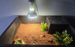 Tortoise reptiles for sale: Horsefield tortoises - Image 12
