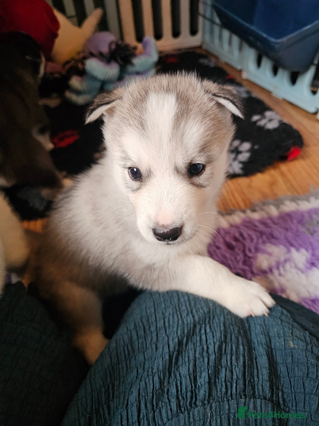 Siberian Husky dogs for sale: 5 beautiful siberian husky fur babies - Advert 18