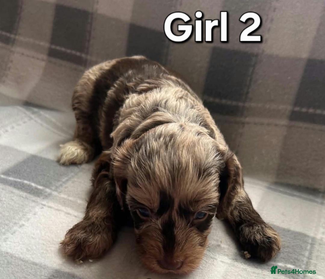 Cockapoo dogs x1 Girl & x4 Boys Available - Cockapoo Puppies  - Advert 5
