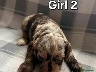 Cockapoo dogs x1 Girl & x4 Boys Available - Cockapoo Puppies - Advert 5