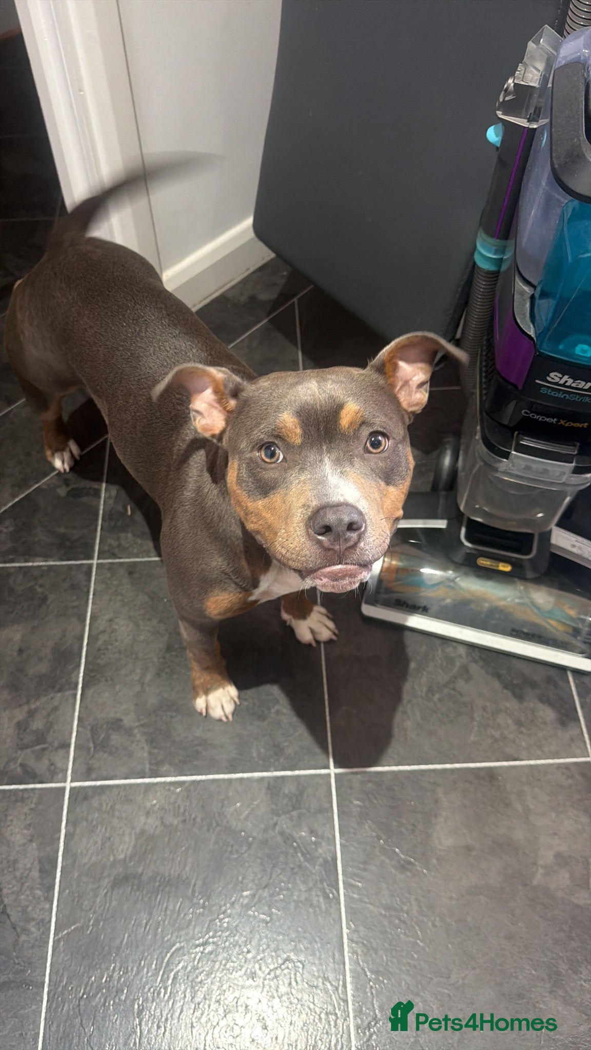 Mixed Breed dogs Beautiful Female Staffy  - Advert 2
