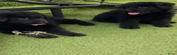 German Shepherd dogs for sale: Beautiful Gsd,Puppies  - Advert 9
