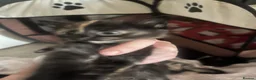American Shorthair cats for sale: Kitten’s  - Advert 6